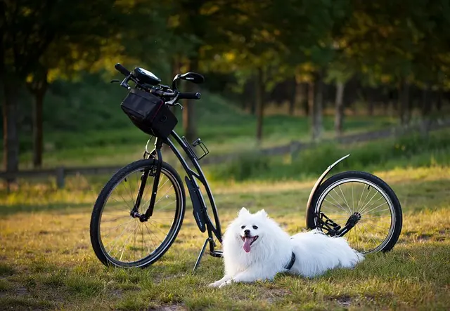 10 conseils essentiels pour préparer votre expédition à vélo